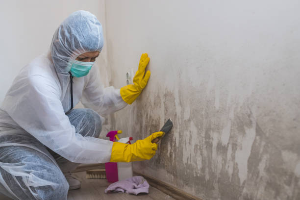 Certified Mold Removal in Wabasha, MN
